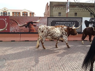 Photos of Fort Worth and Cattle Drive.