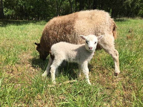 Beetee, one of the Hovaters’ lambs.