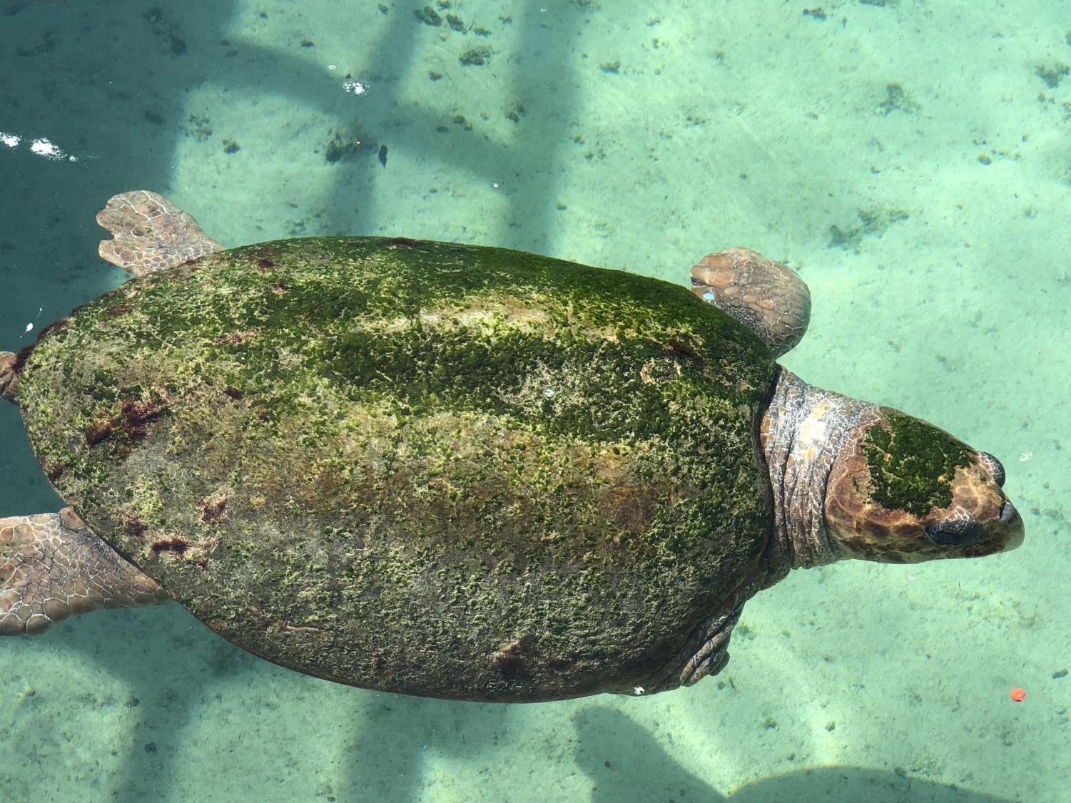 How do Metal Straws save the turtles?